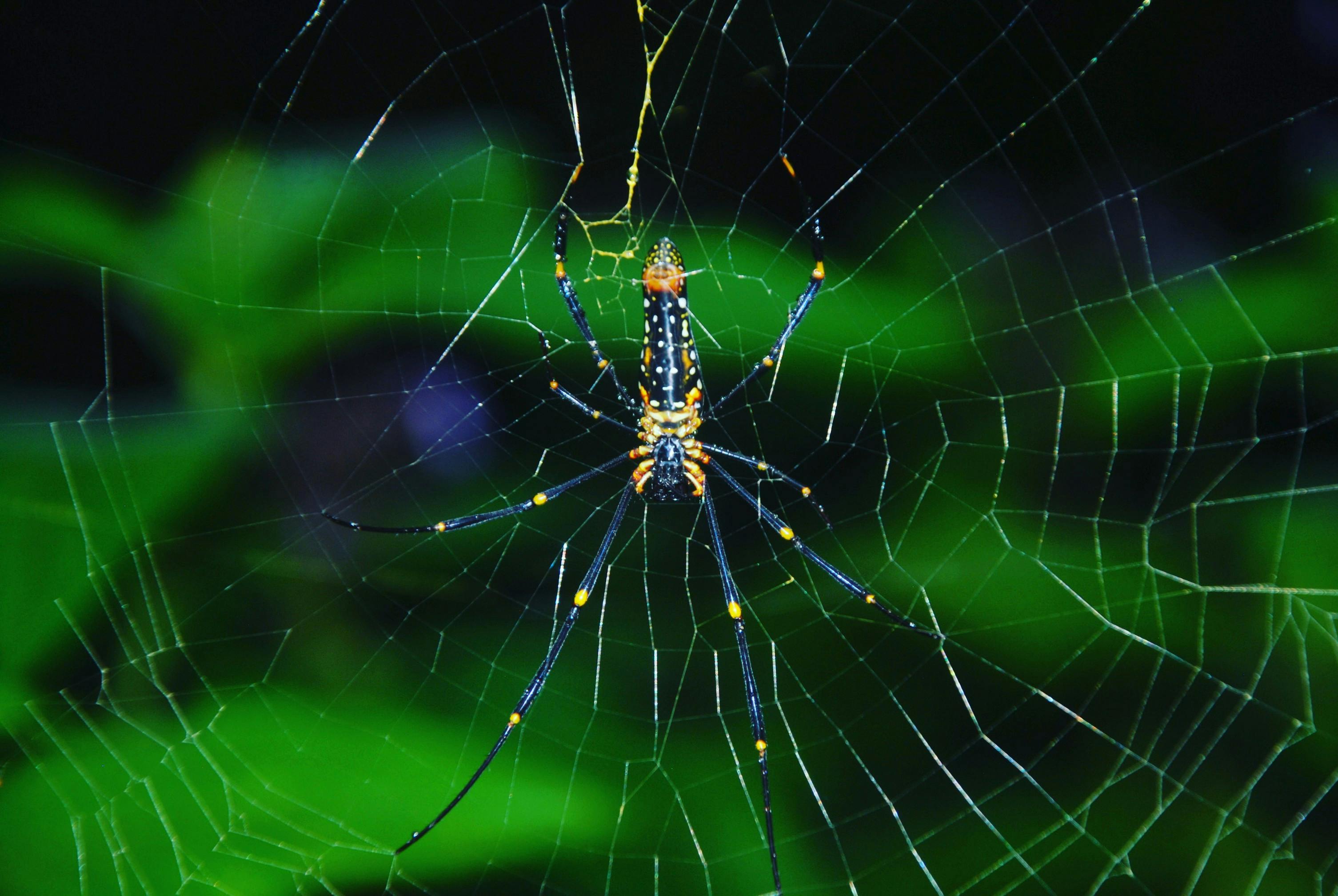 A vibrant Golden Orb Weaver spider resting on its intricate web in the lush Sinharaja Rainforest, Sri Lanka.