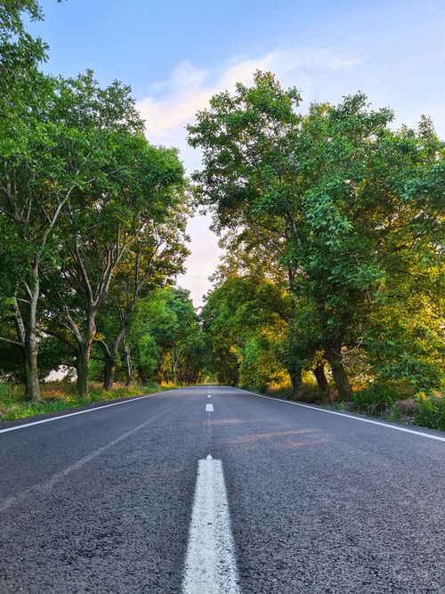 Free Serene pathway through lush green trees, perfect for travel or nature-themed topics. Stock Photo