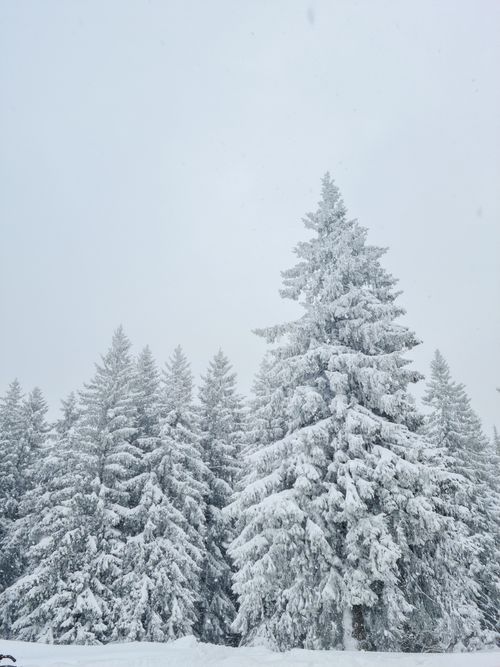 Free A serene winter landscape with snow-laden pine trees creating a peaceful atmosphere. Stock Photo