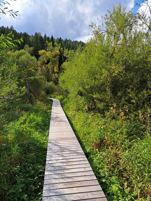 Free A serene wooden boardwalk winding through a lush forest in Steiermark, Austria. Stock Photo