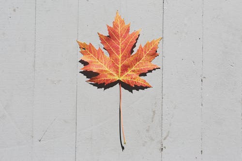 Free Orange Leaf on White Surface Stock Photo
