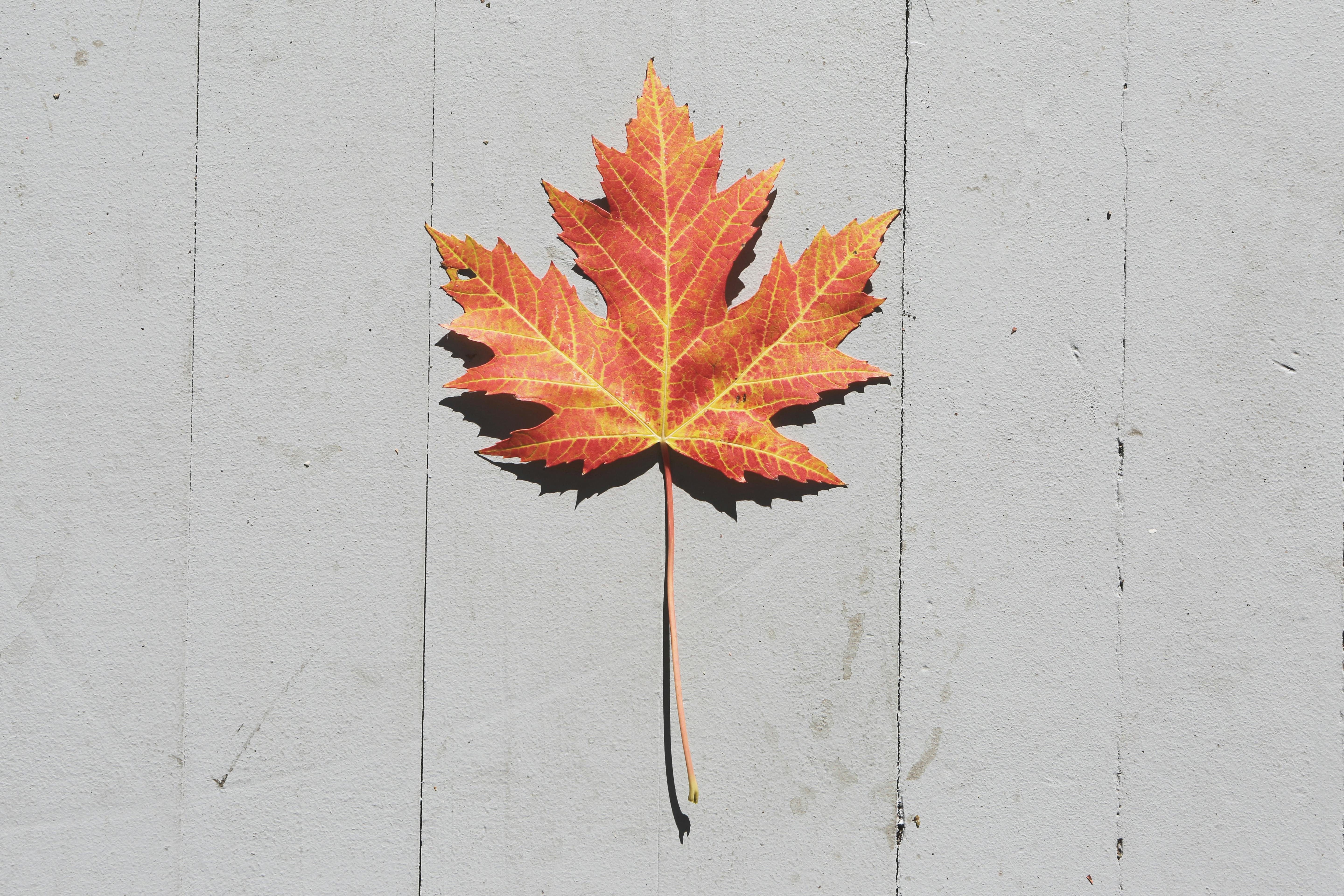 Maple Leaf Photos, Download The BEST Free Maple Leaf Stock Photos & HD  Images