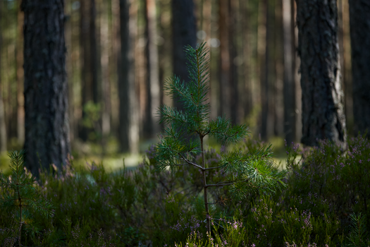 A small pine tree surrounded by lush greenery in a boreal forest scene.