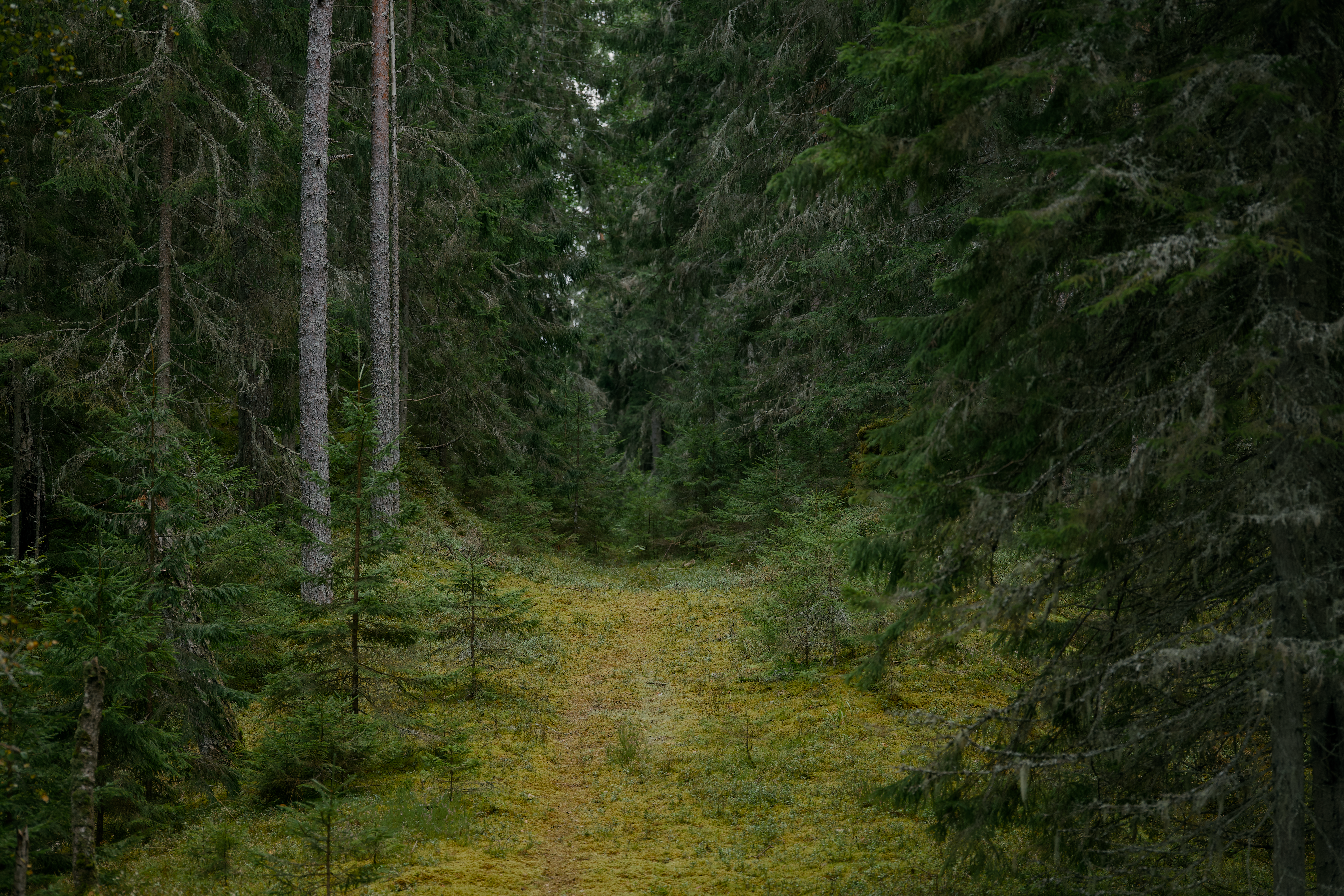 Green Gold Rush 2.0: Your 2026 Guide to Profitable Forest Investments & High-Impact Carbon Credits