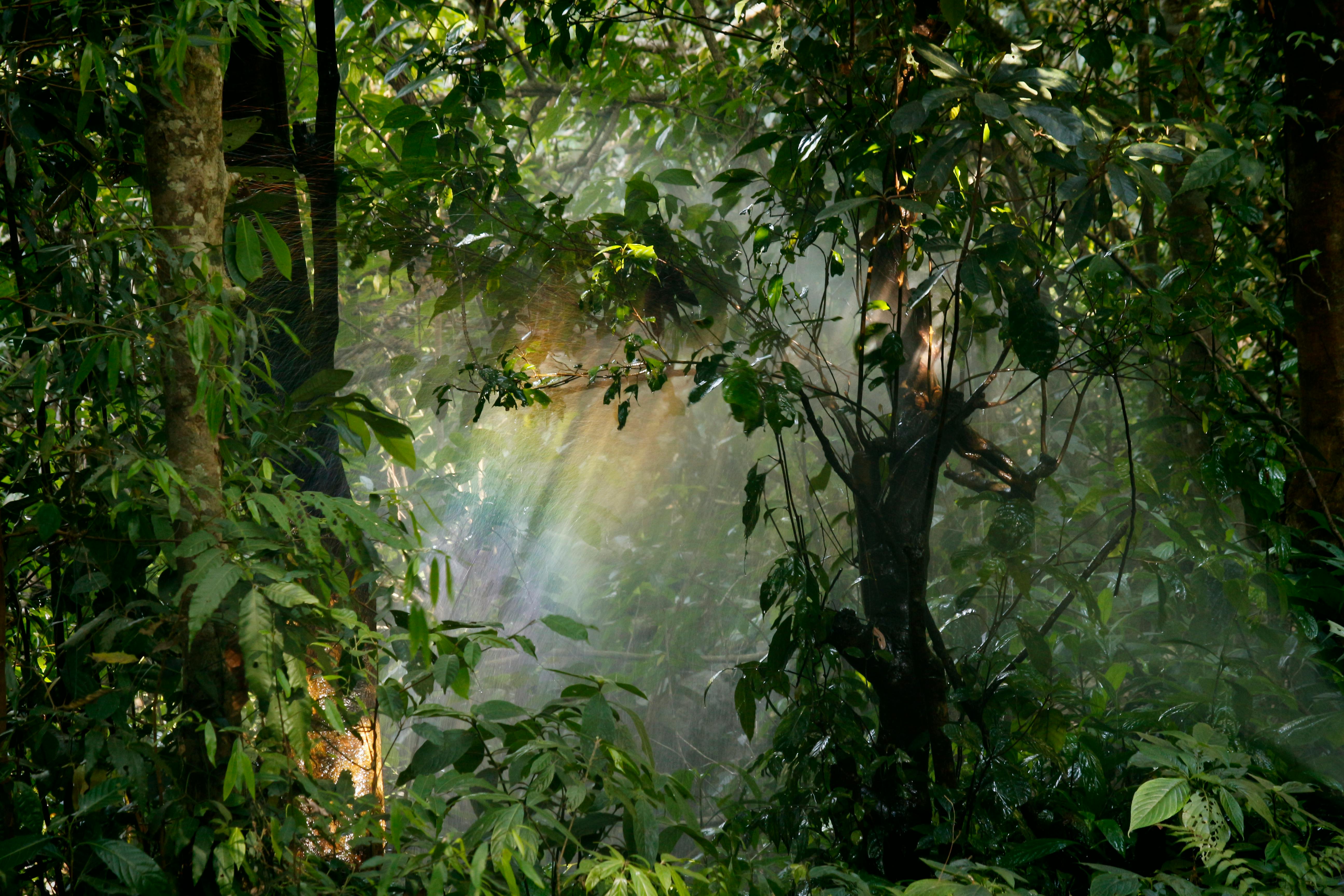 Rain Forest Stock Photos Images and Backgrounds for Free Download