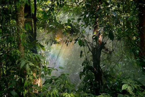 免费 绿色森林 素材图片