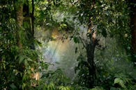 阳光透过郁郁葱葱的雨林树叶，流淌出迷人的景色，营造出宁静的自然氛围