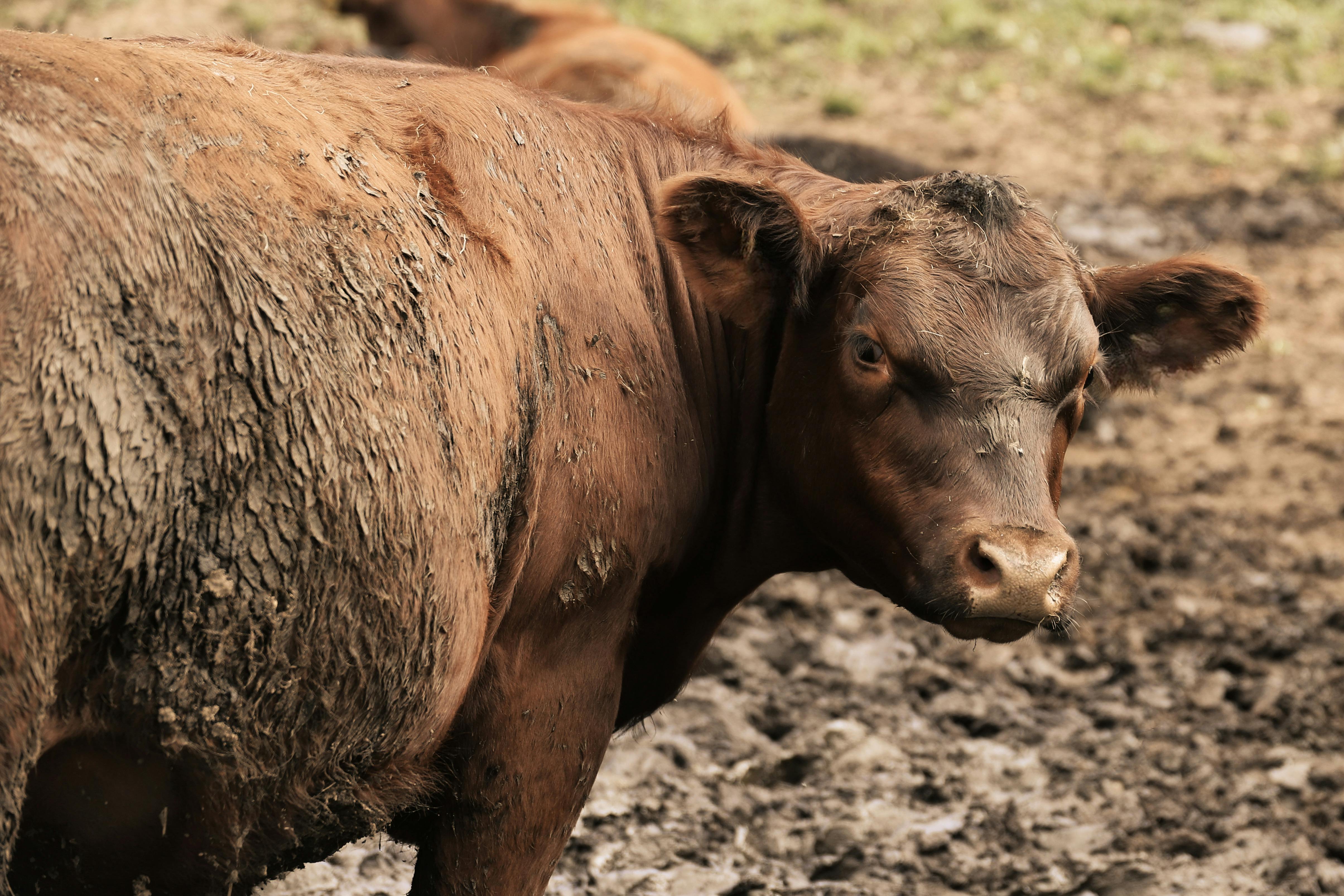 A muddy brown cow stands in a field, highlighting rustic farm life.