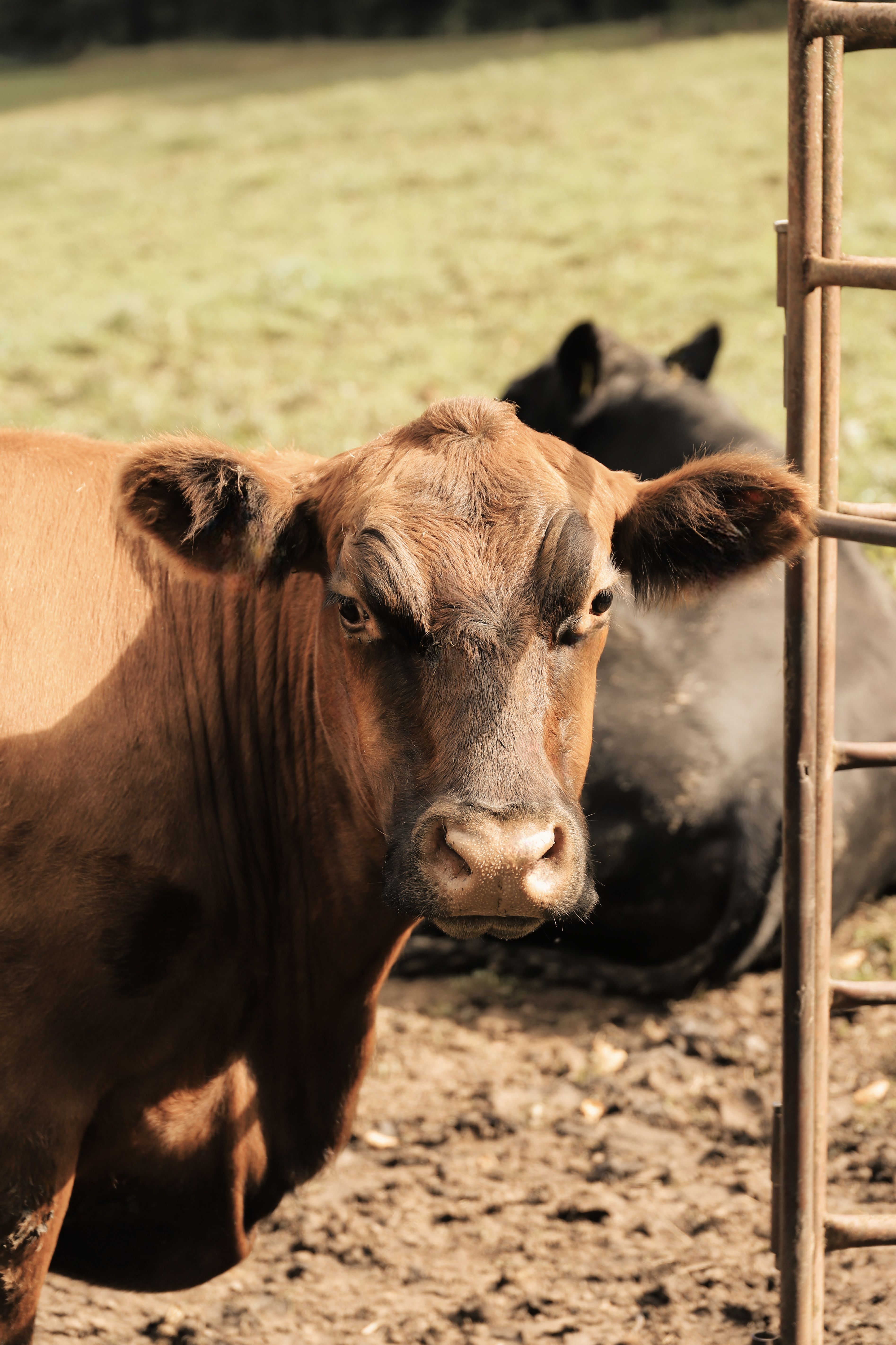 Primer Plano De Una Vaca Marrón En Un Potrero · Foto de stock gratuita