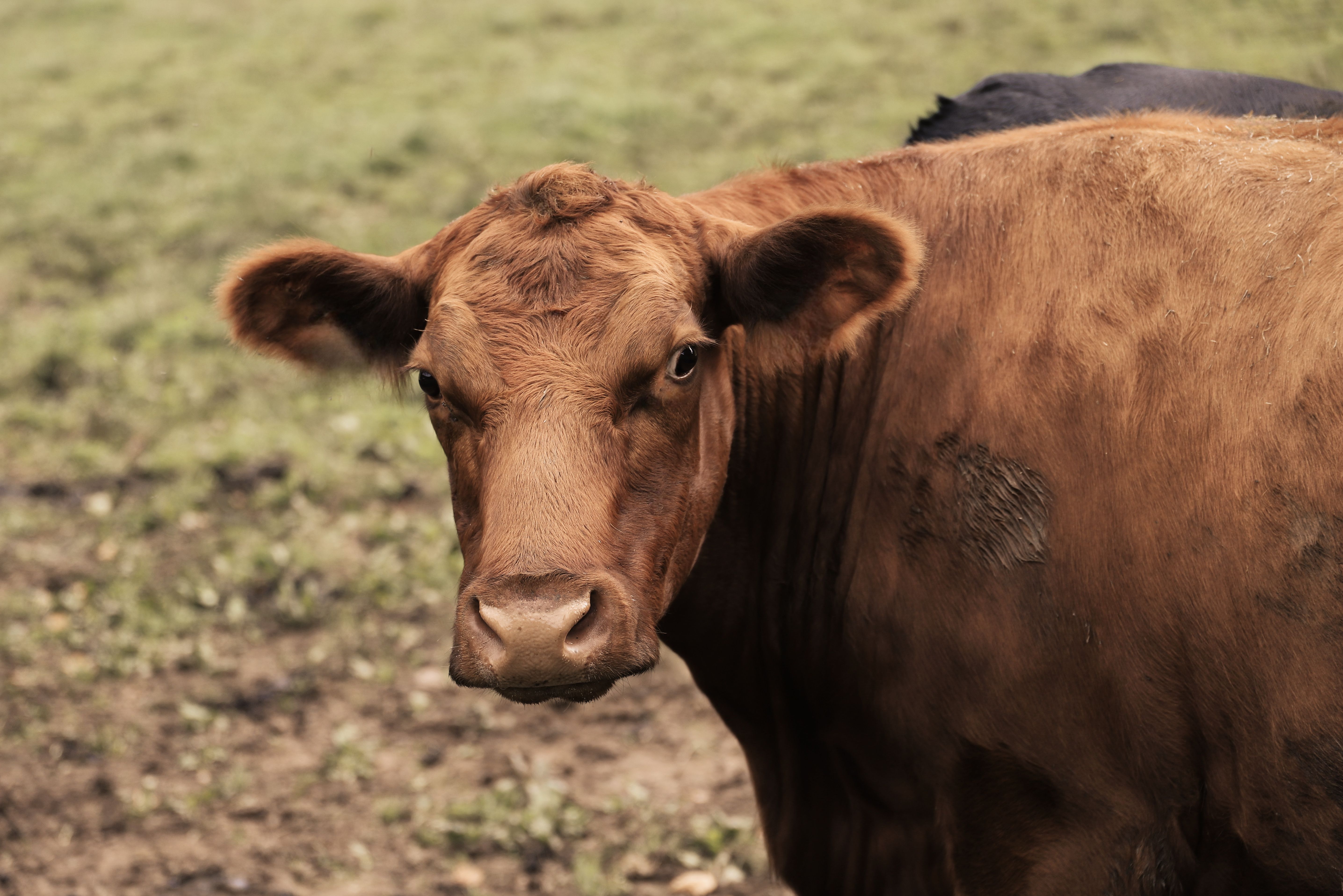 Veterinary care for a cow