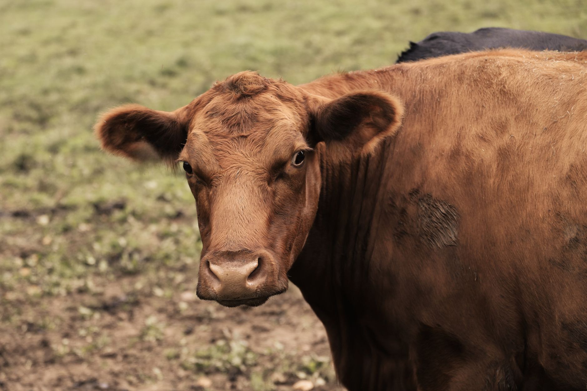 Veterinary care for a cow