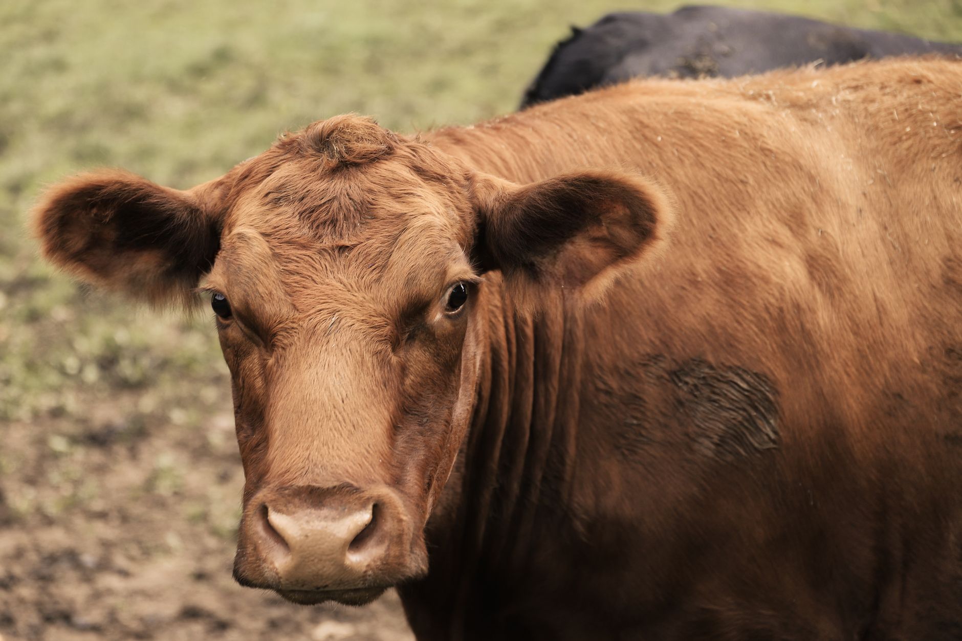 Veterinary care for a cow