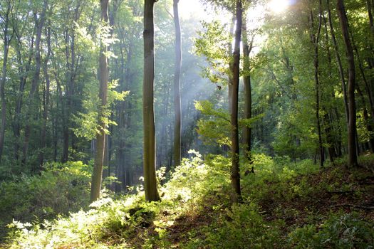 Sunlight filtering through a lush green forest in Neulengbach, Austria, evokes tranquility.