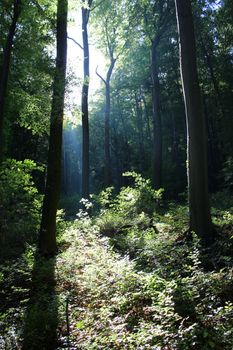 Captivating forest scene with sunbeams through trees in Neulengbach, Austria.