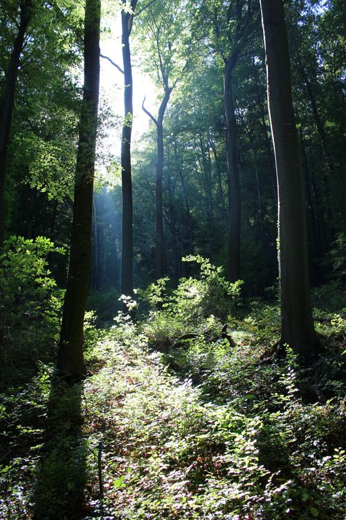 Free Captivating forest scene with sunbeams through trees in Neulengbach, Austria. Stock Photo