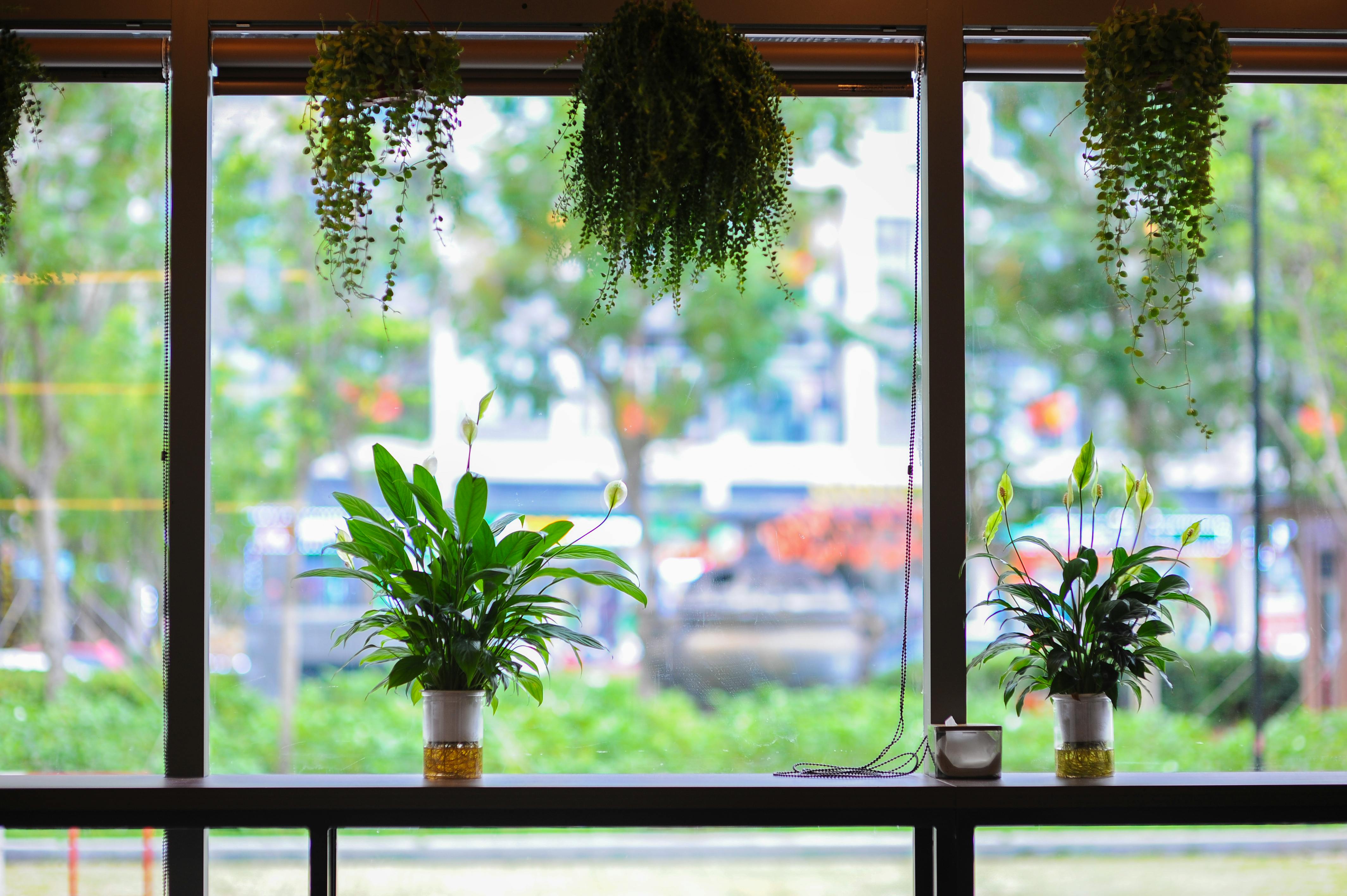 Miễn phí Ảnh lưu trữ miễn phí về ấm cúng, ánh sáng, ánh sáng tự nhiên Ảnh lưu trữ