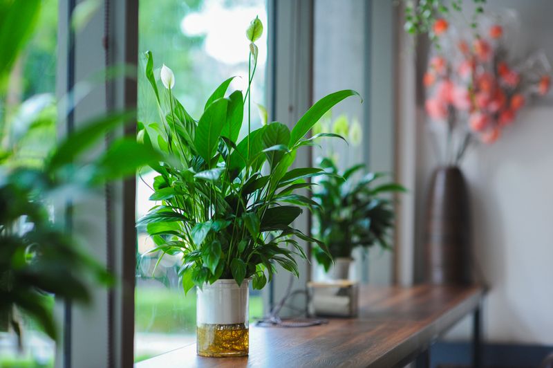 peace lily with white blooms on a desk