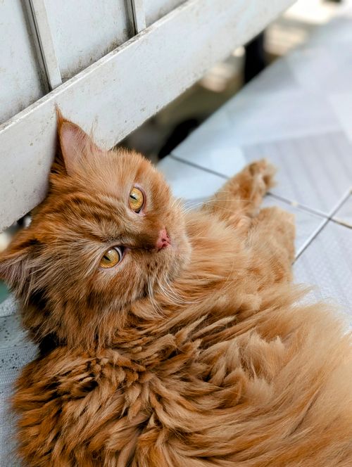 Free A fluffy orange cat lies comfortably on a tiled floor. Its curious gaze adds charm. Stock Photo