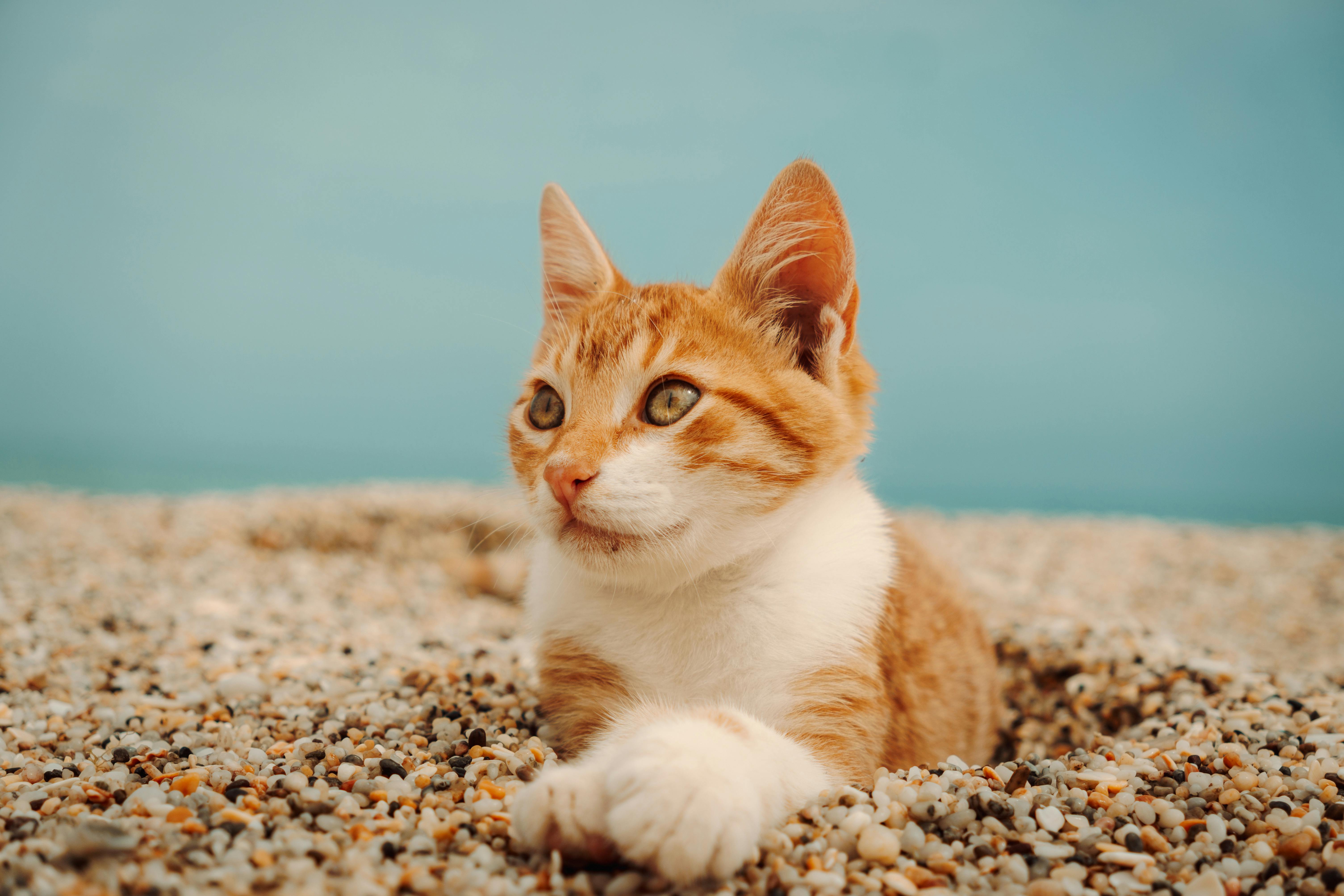 Cute orange tabby cat lying on a pebble beach under a clear blue sky.