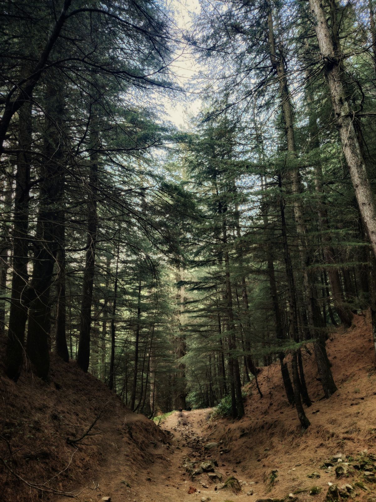 Beautiful Forest Photos, Download The BEST Free Beautiful Forest Stock ...