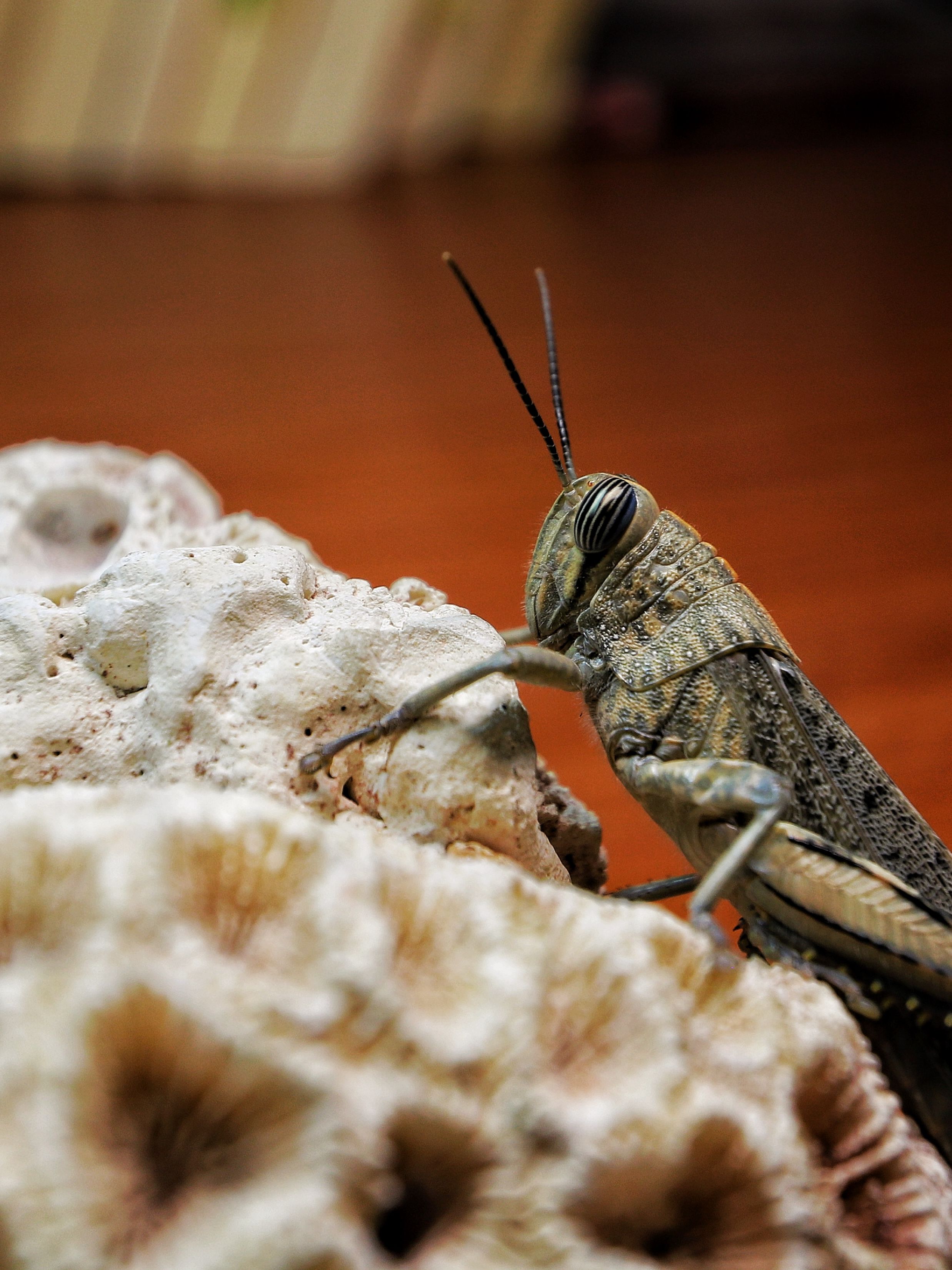 Detailed image of a grasshopper resting on coral rock with a blurred background.