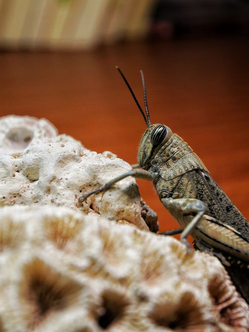 Free Detailed image of a grasshopper resting on coral rock with a blurred background. Stock Photo