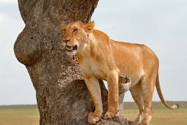 Kenya Value Package holiday package