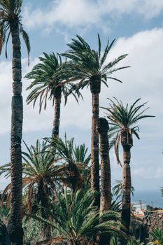 Tropical palm trees sway gently under blue skies in picturesque Alojera, Canary Islands, Spain.