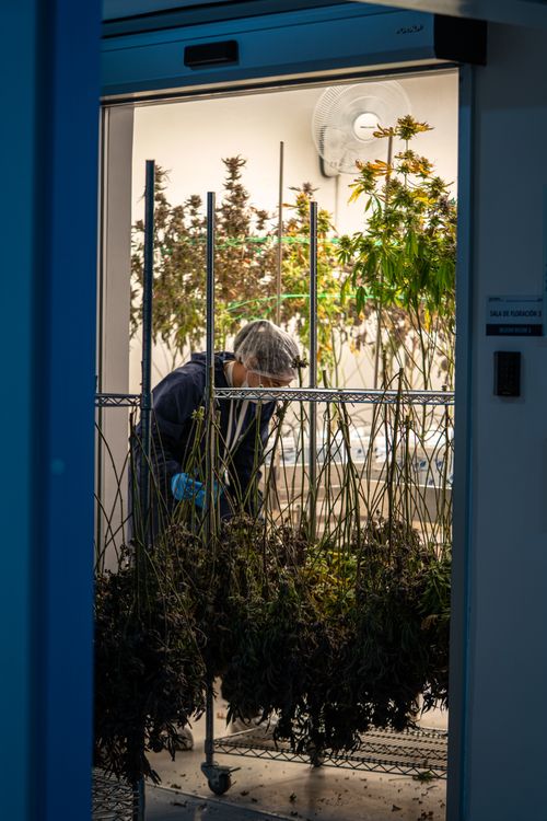 Trabajador concentrado en cultivo indoor de cannabis medicinal