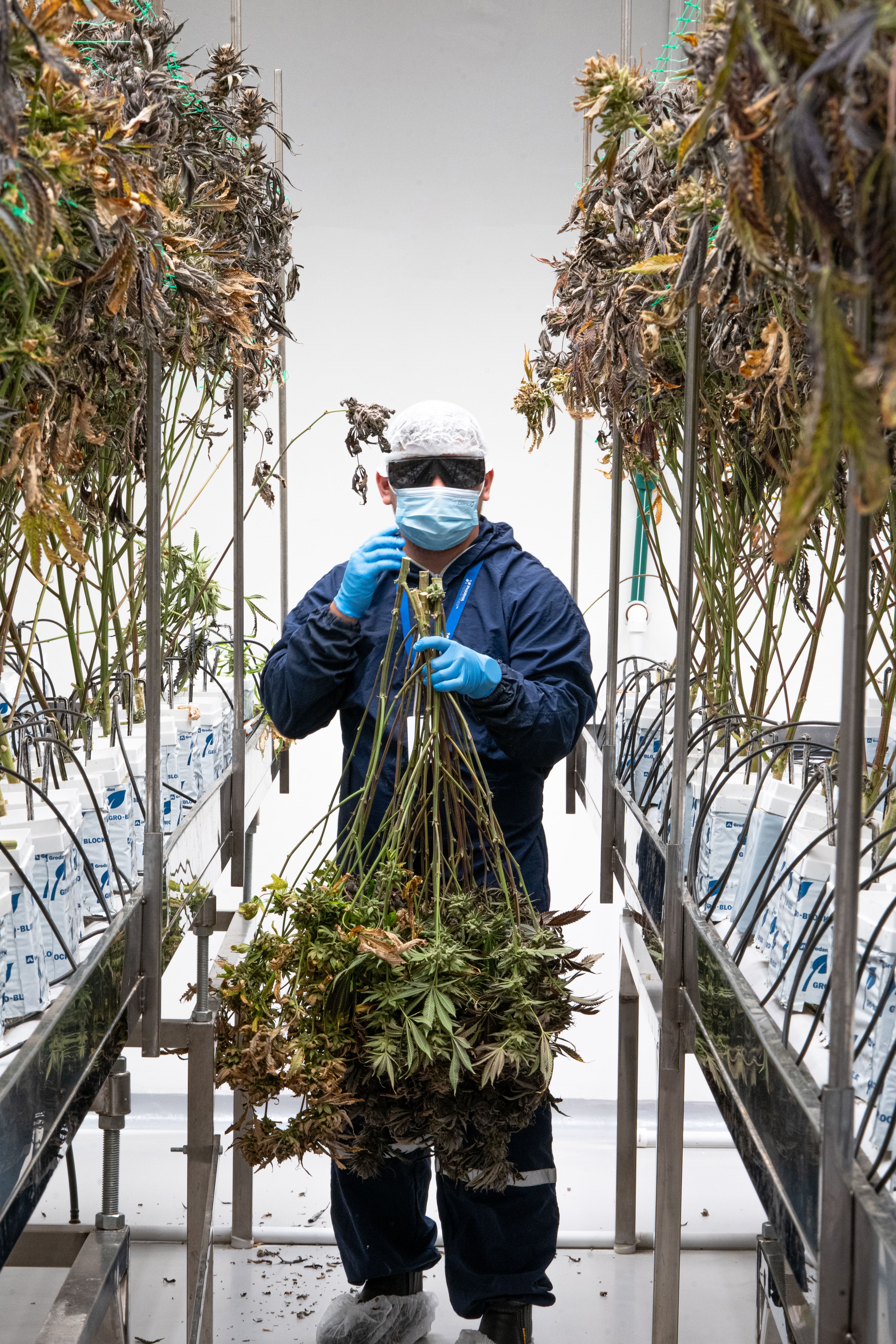 Controlled hemp processing and quality review