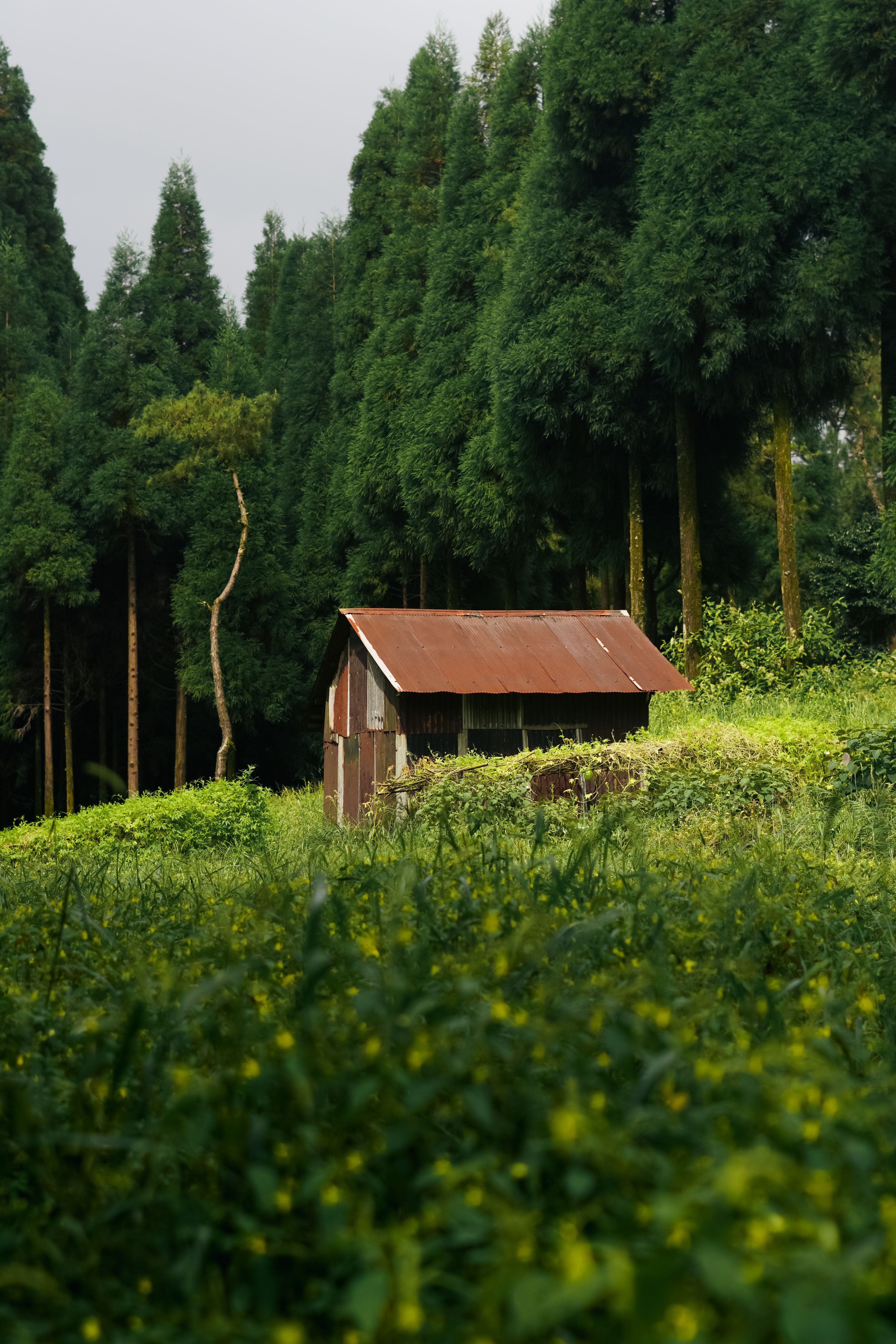 A tranquil rustic cottage nestled in lush greenery amidst tall trees, creating a serene natural escape in India.