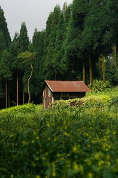 A tranquil rustic cottage nestled in lush greenery amidst tall trees, creating a serene natural escape in India.