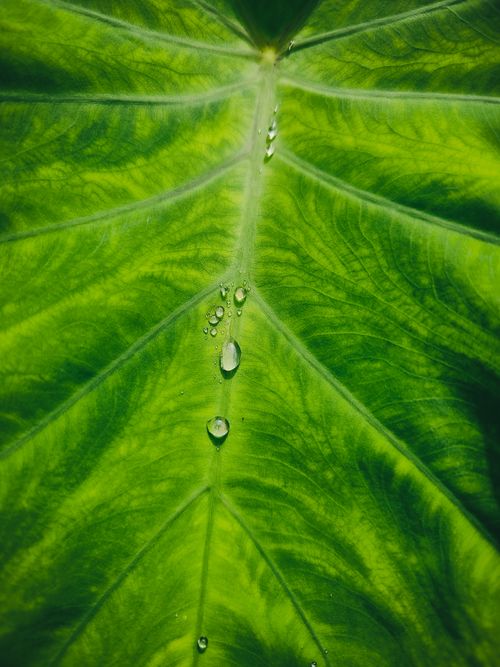 Free Close-up of a vibrant green tropical leaf with fresh dew drops adding a natural texture. Stock Photo