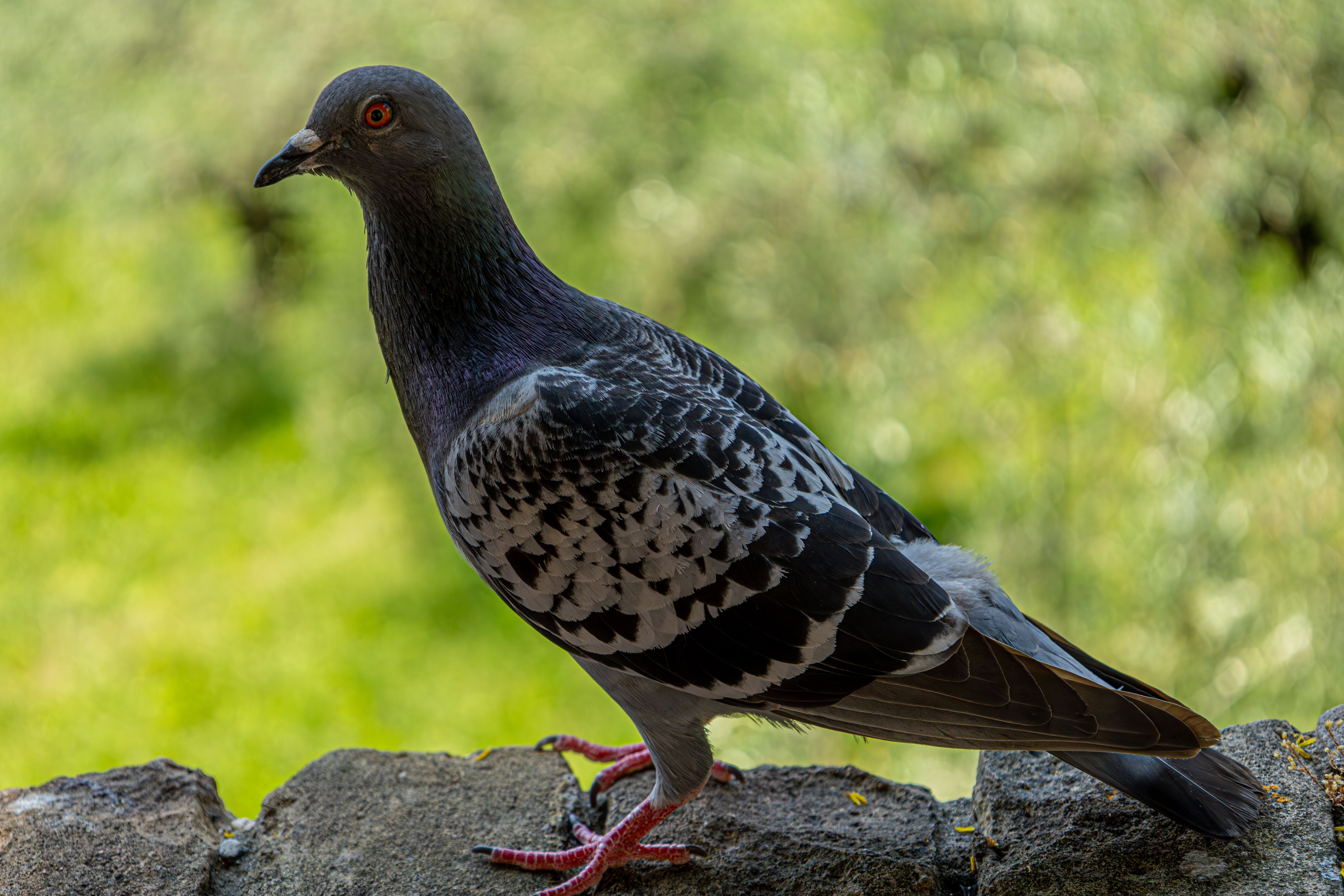 pigeon intelligence