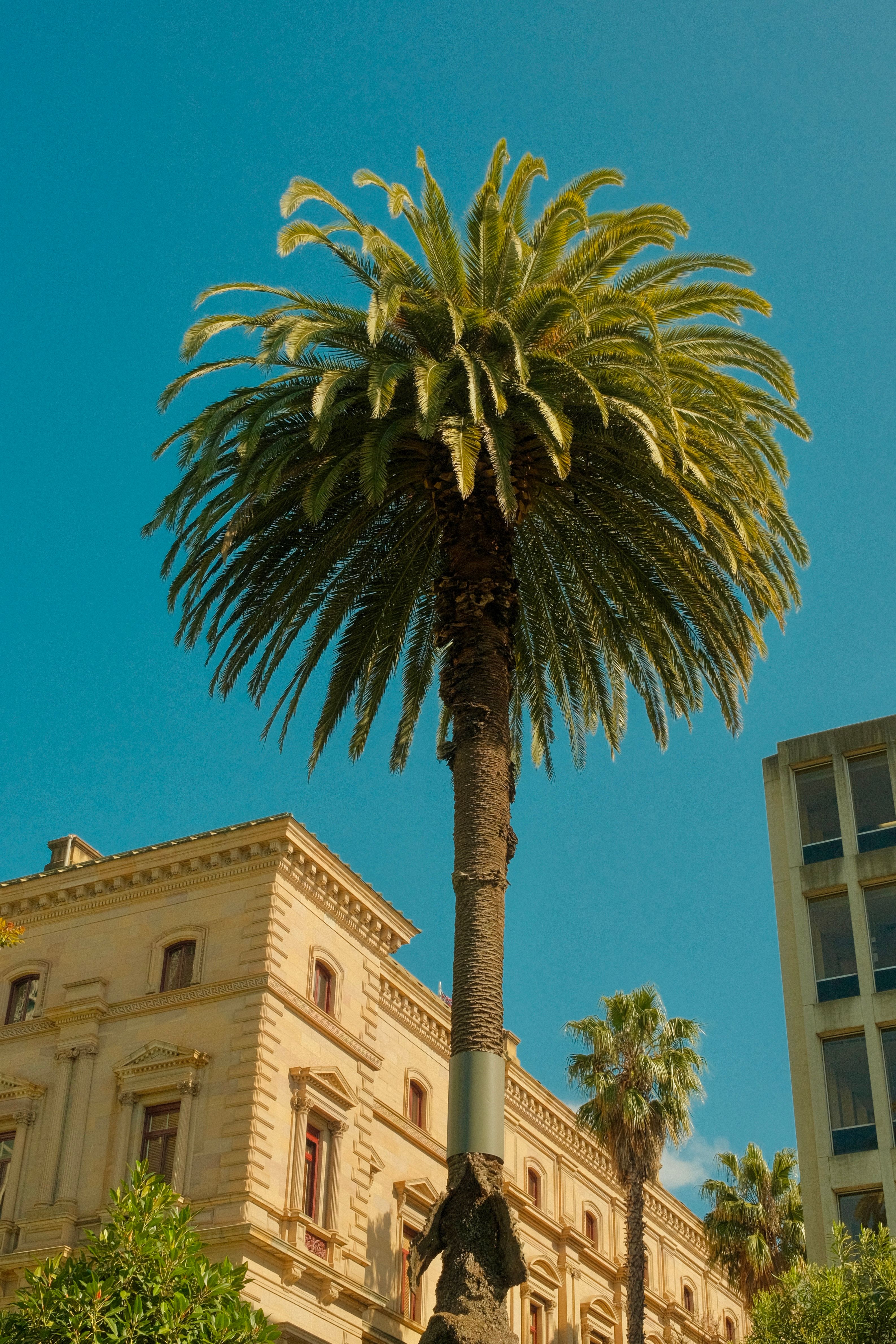 Elegant Palm Tree with Historical Architecture · Free Stock Photo