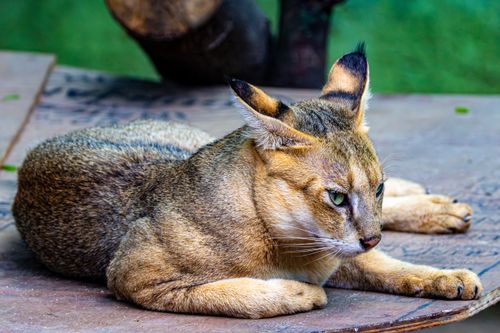 Free Close-up of a caracal resting on a platform, showcasing its distinctive features and calming presence. Stock Photo