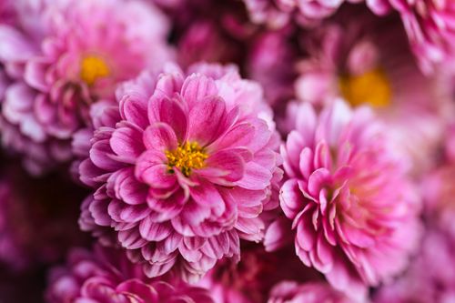 Free Beautiful close-up of pink chrysanthemums in full bloom, perfect for floral-themed design. Stock Photo