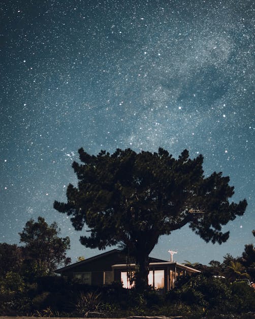 Green-leafed Tree in Front of a House Under a Starry Sky during ...