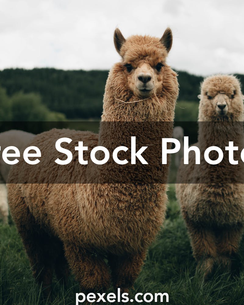 2,500+ Alpaca Fleece Stock Photos, Pictures & Royalty-Free Images