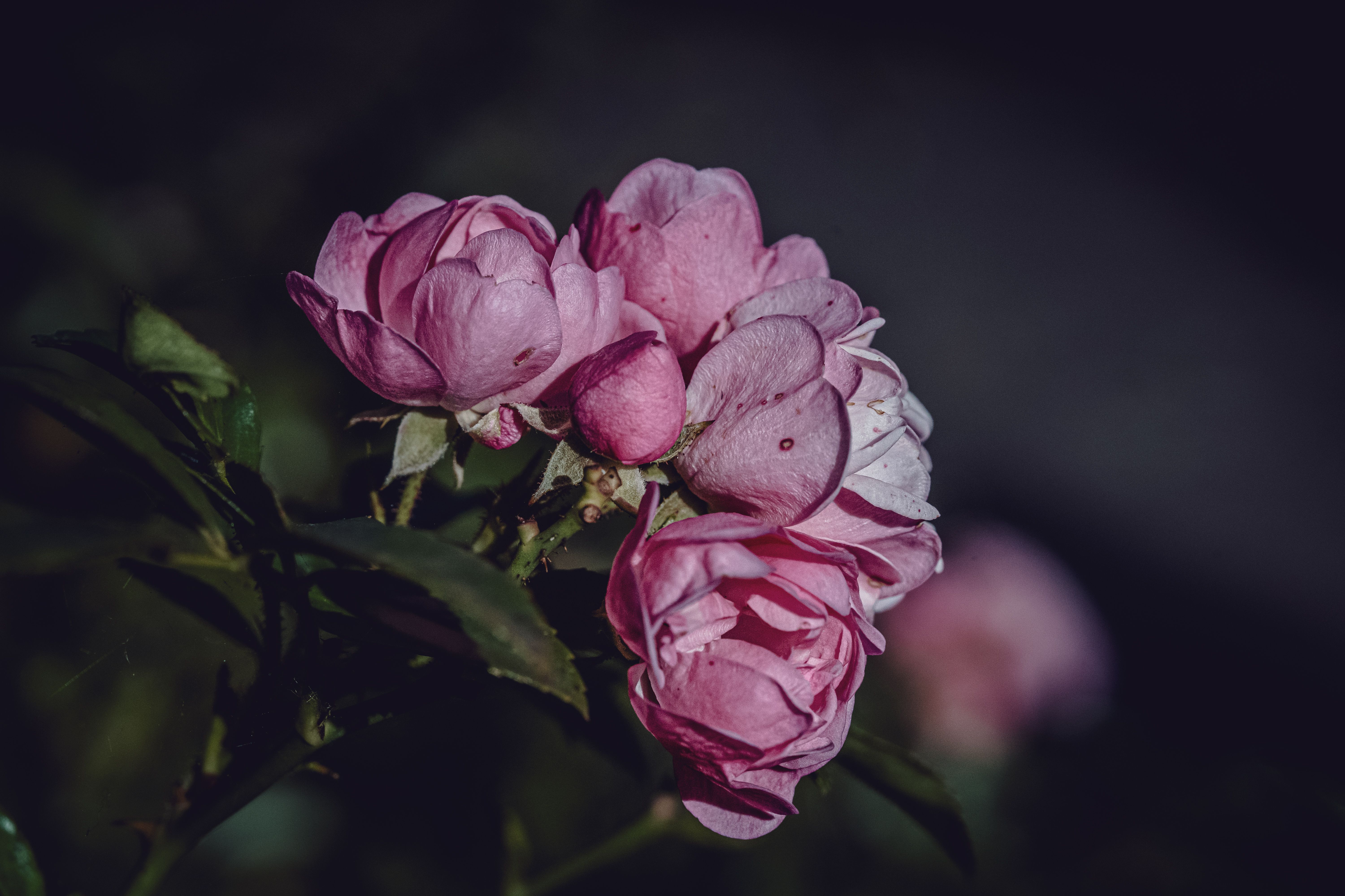 Close-up of Pink Garden Roses in Low Light · Free Stock Photo