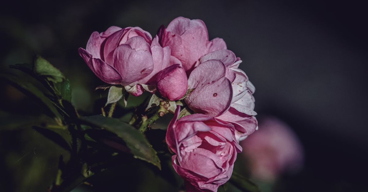Low Fi Roses Close-up of Pink Garden Roses in Low Light · Free Stock Photo