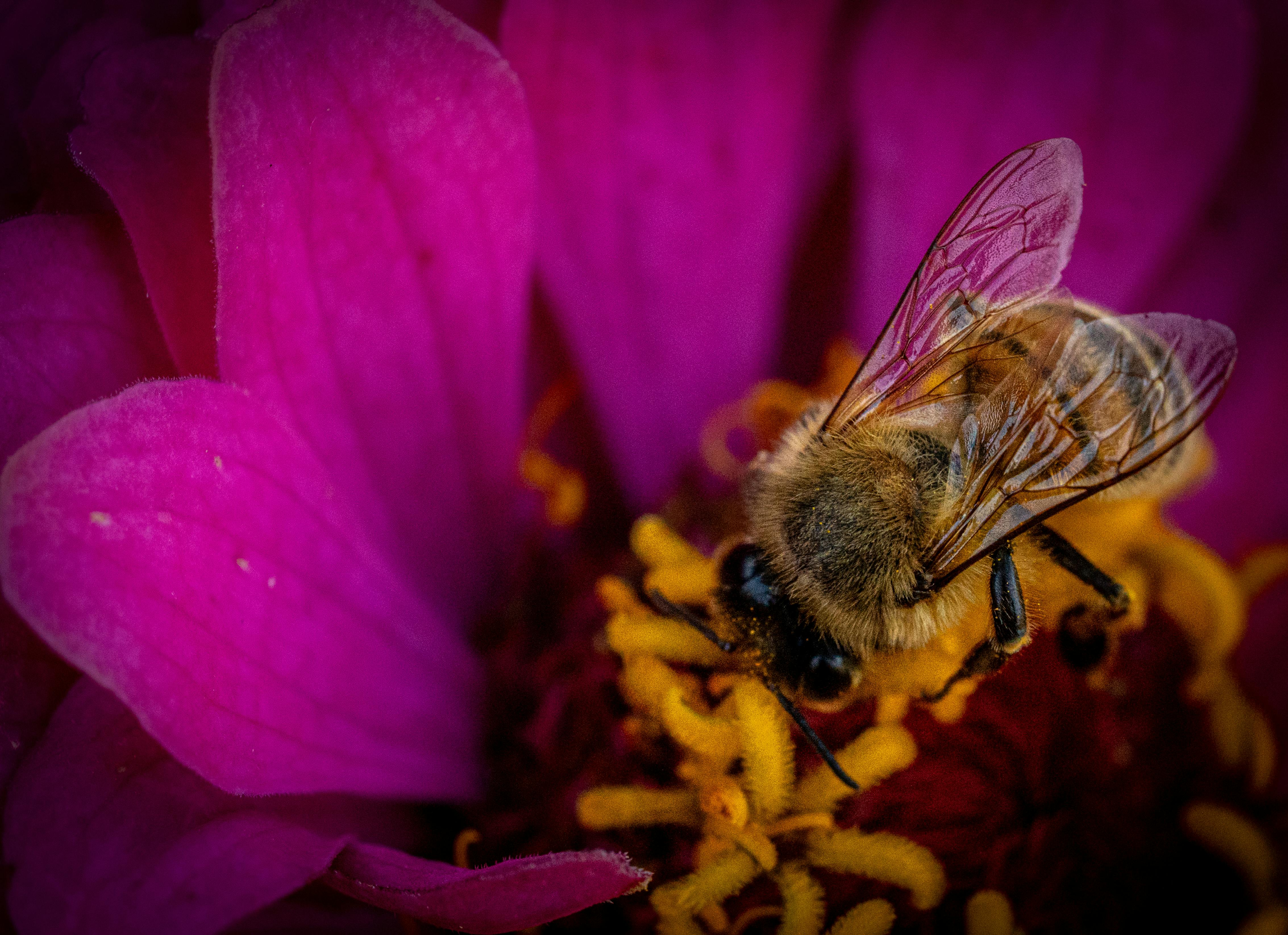 [ColoSach]-detailed-macro-shot-of-a-bee-collecting-pollen-from-a-vivid-pink-flower,-showcasing-nature's-beauty.