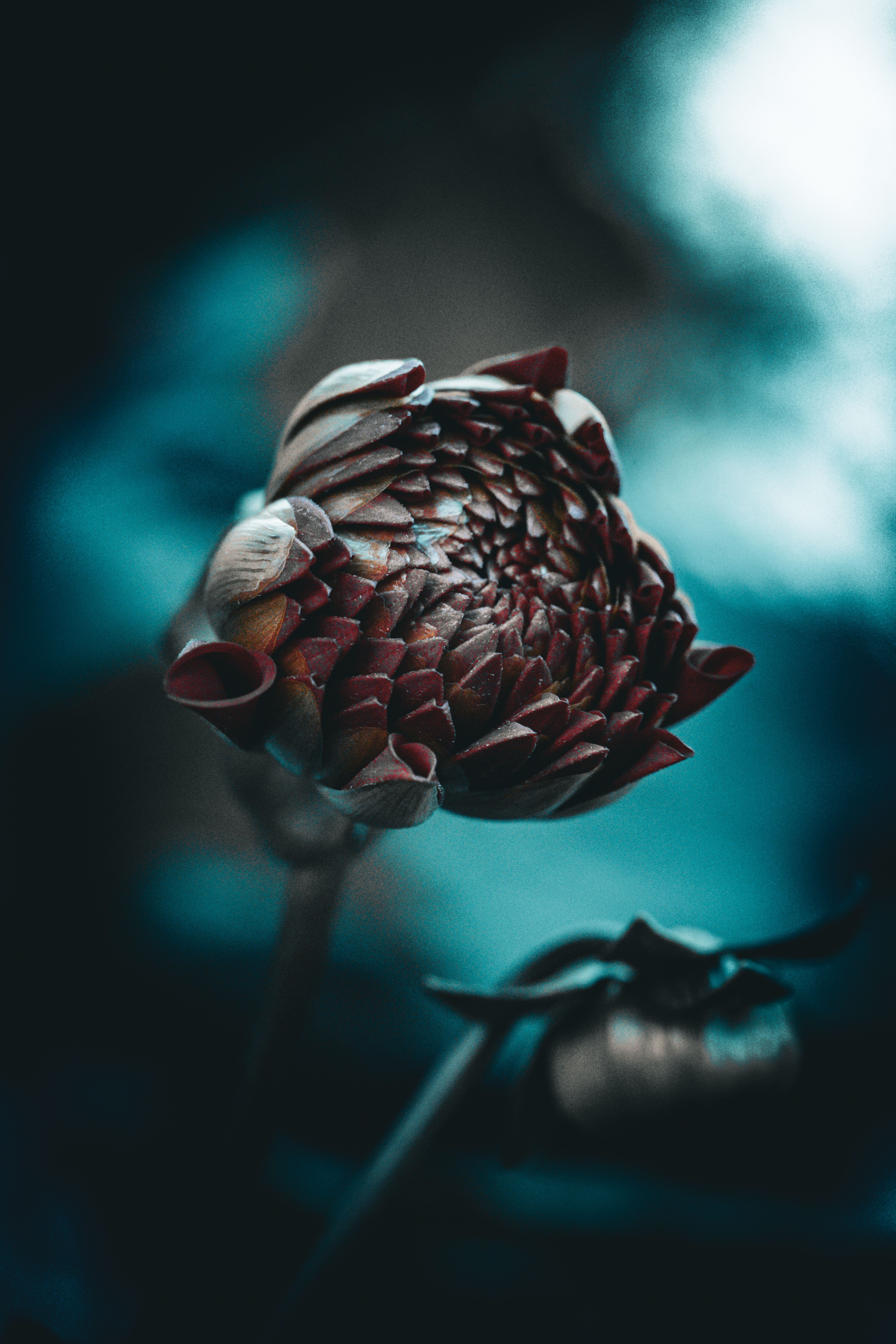 Artistic close-up of a budding flower with a moody, dark teal background, highlighting the textures and contrast.
