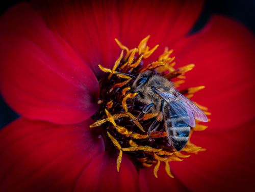Free Close-up of a honeybee collecting pollen from a bright red flower. Captured with vivid color detail. Stock Photo