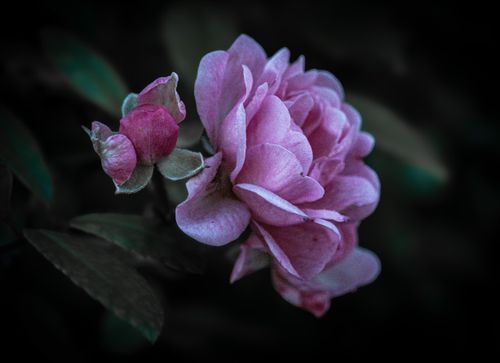 Free Detailed close-up of a vibrant pink rose bloom with a dark background, emphasizing its petals. Stock Photo