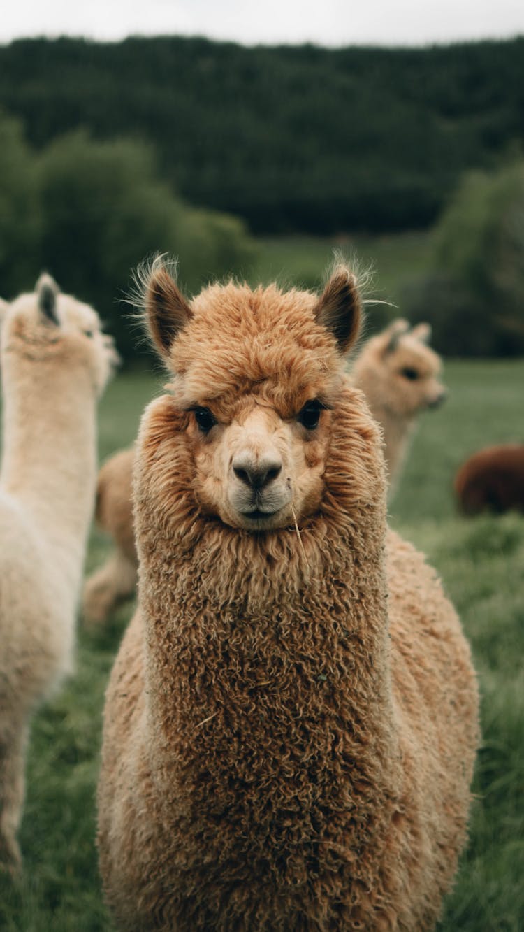 Brown Llama