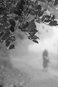 A misty pathway with a cyclist and leaves in focus, captured in monochrome.