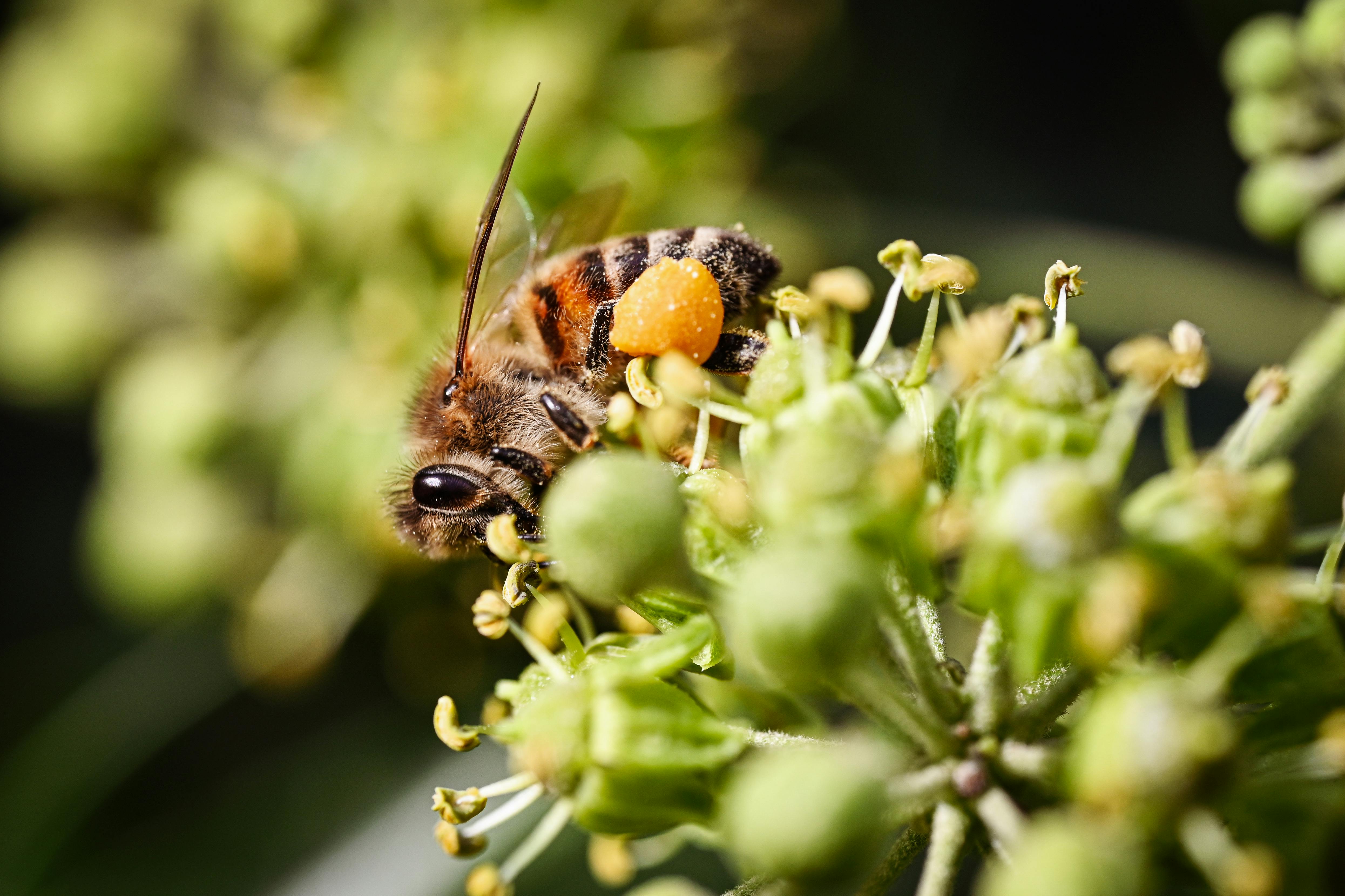 Polinizadores en la Huerta: Diversidad Vegetal y Manejo Ecológico para la Productividad