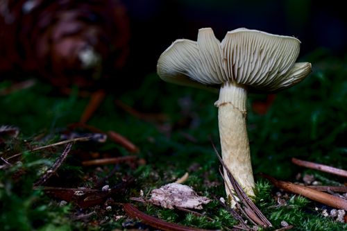 Free Detailed image of a mushroom among moss and pine needles in Salzgitter, Germany. Stock Photo