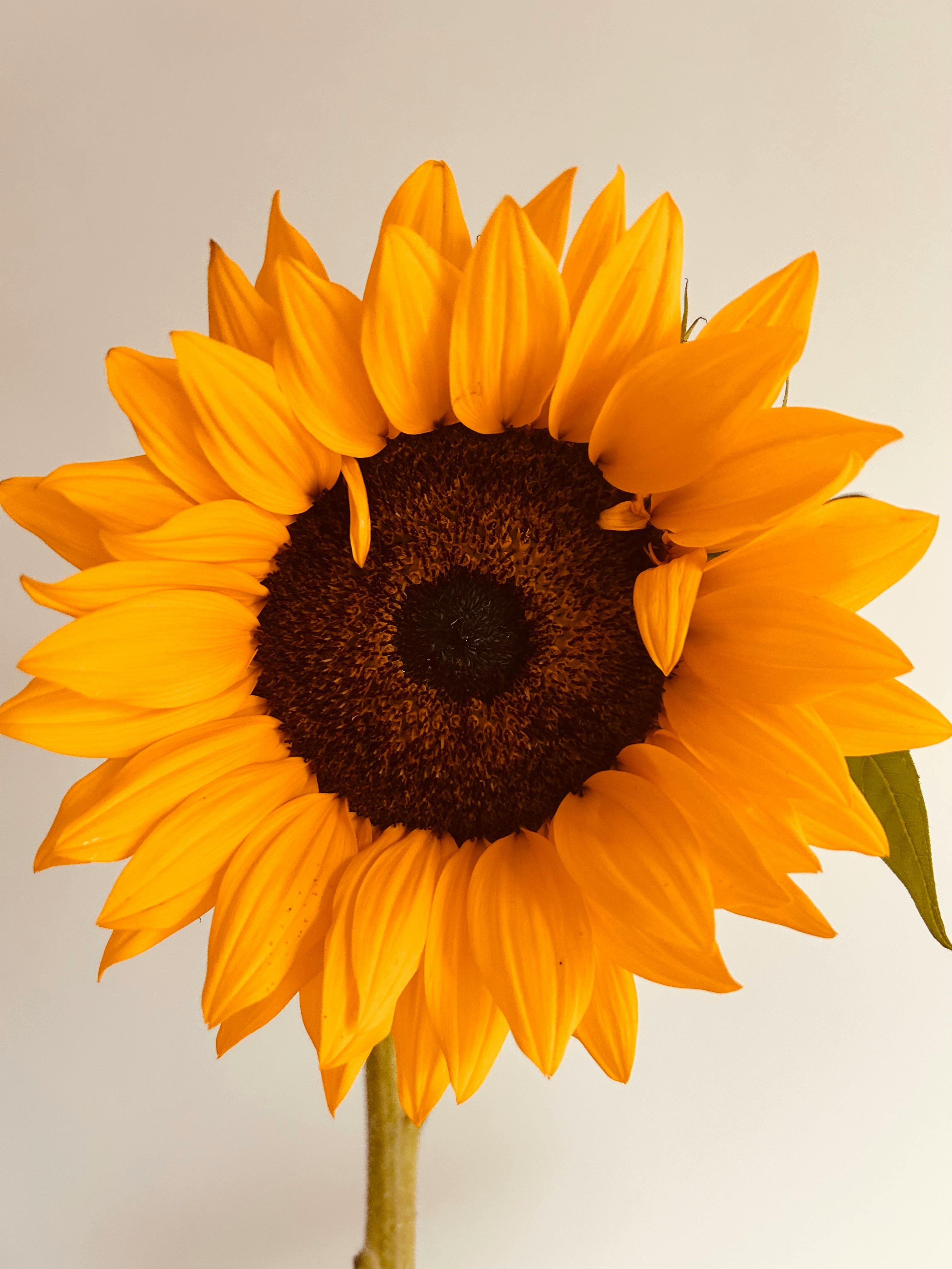 Sunflower Drawings Photos Download The BEST Free Sunflower Drawings